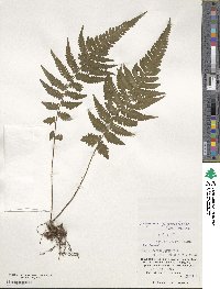 Athyrium grammitoides image