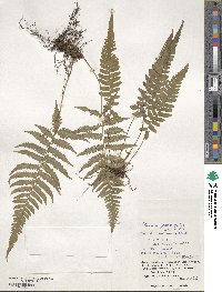 Athyrium grammitoides image