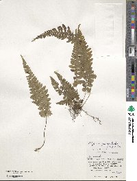 Athyrium grammitoides image