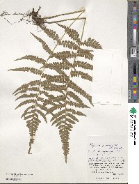 Athyrium grammitoides image