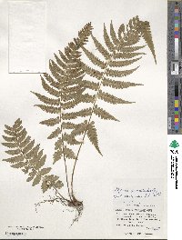 Athyrium grammitoides image