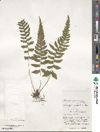 Athyrium grammitoides image