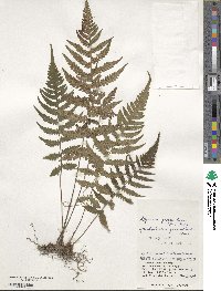 Athyrium grammitoides image