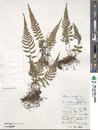 Athyrium grammitoides image