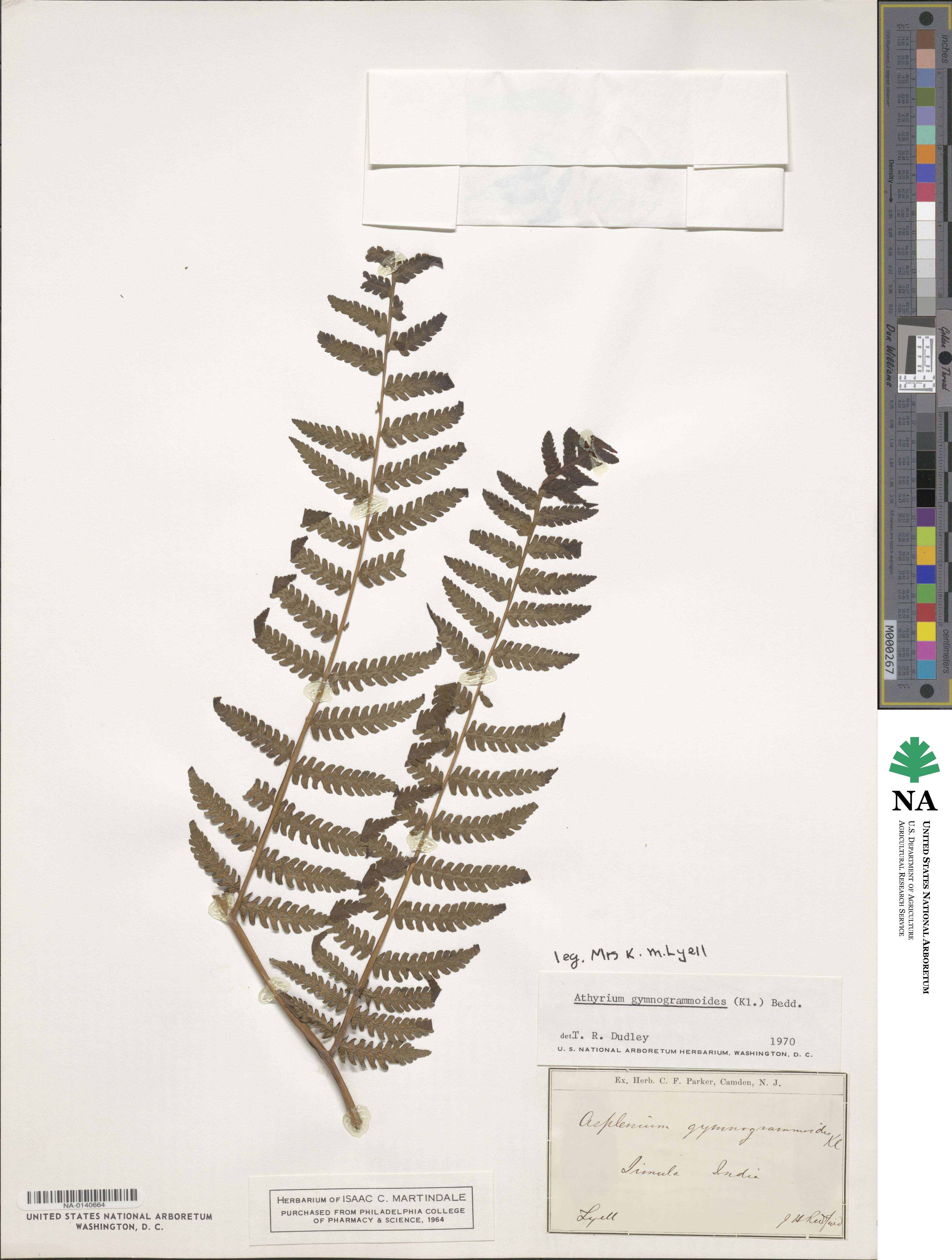 Athyrium gymnogrammoides image