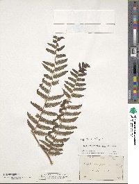 Image of Athyrium gymnogrammoides