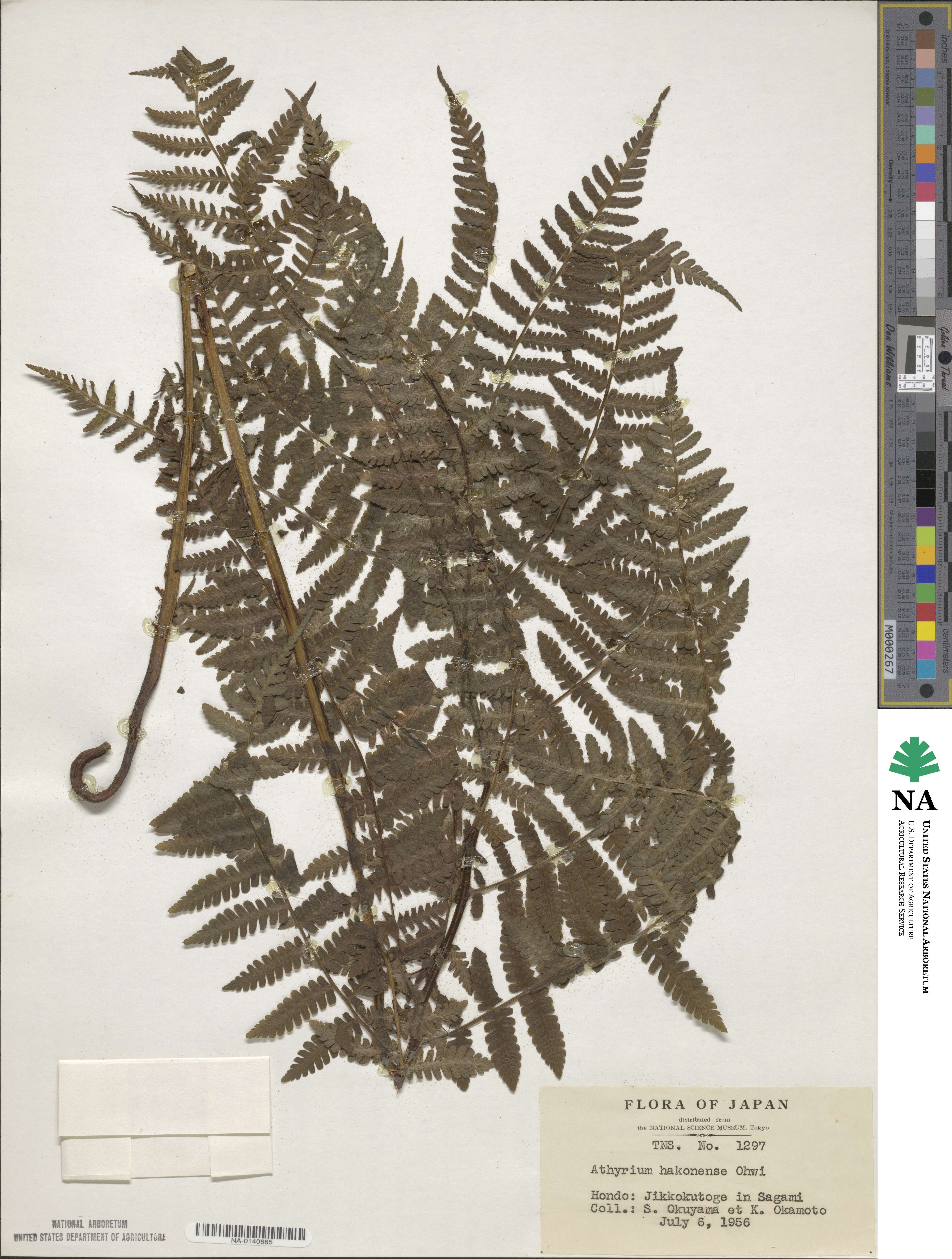 Athyrium hakonense image