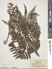 Image of Athyrium hakonense