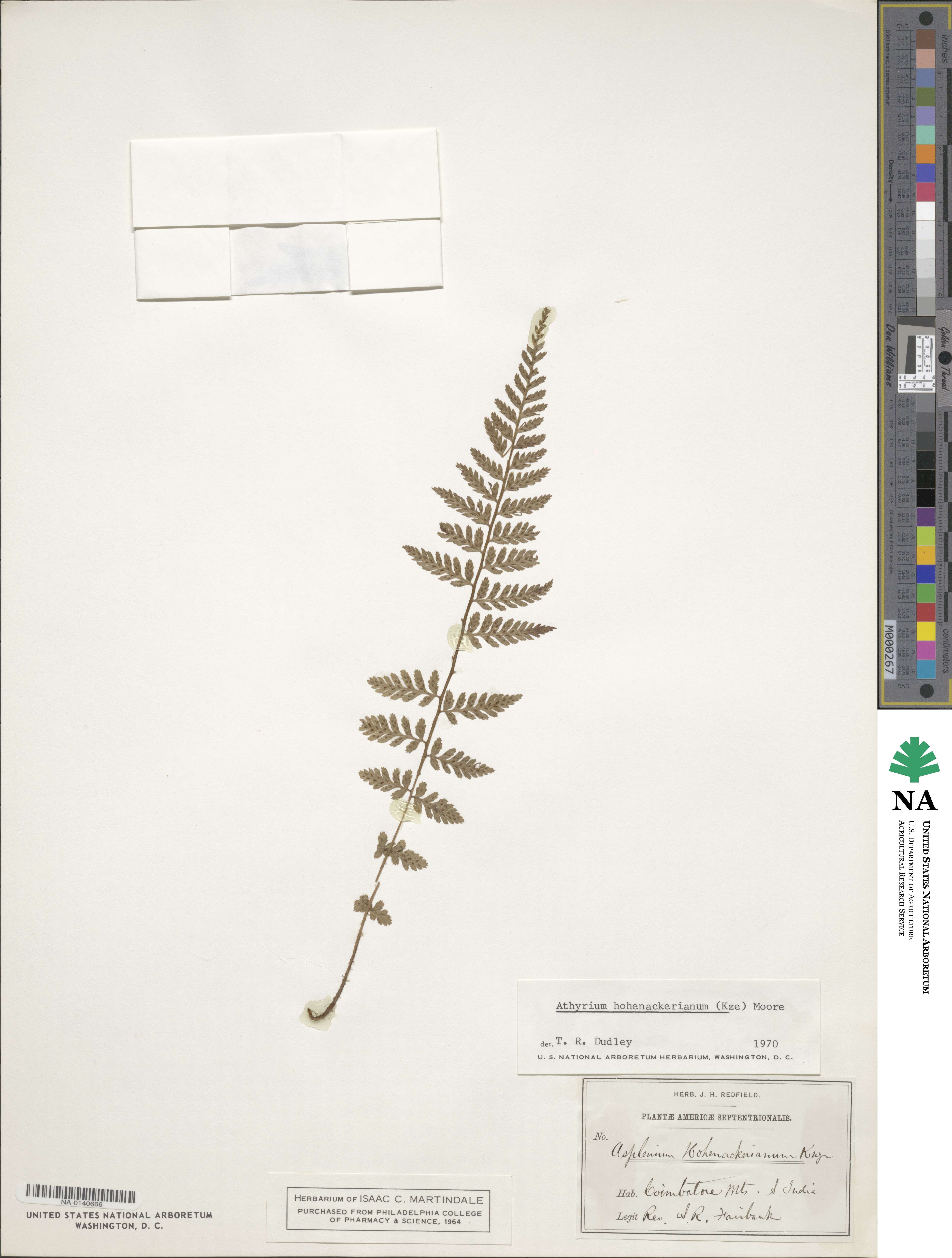 Athyrium hohenackerianum image