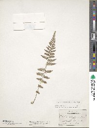 Image of Athyrium hohenackerianum