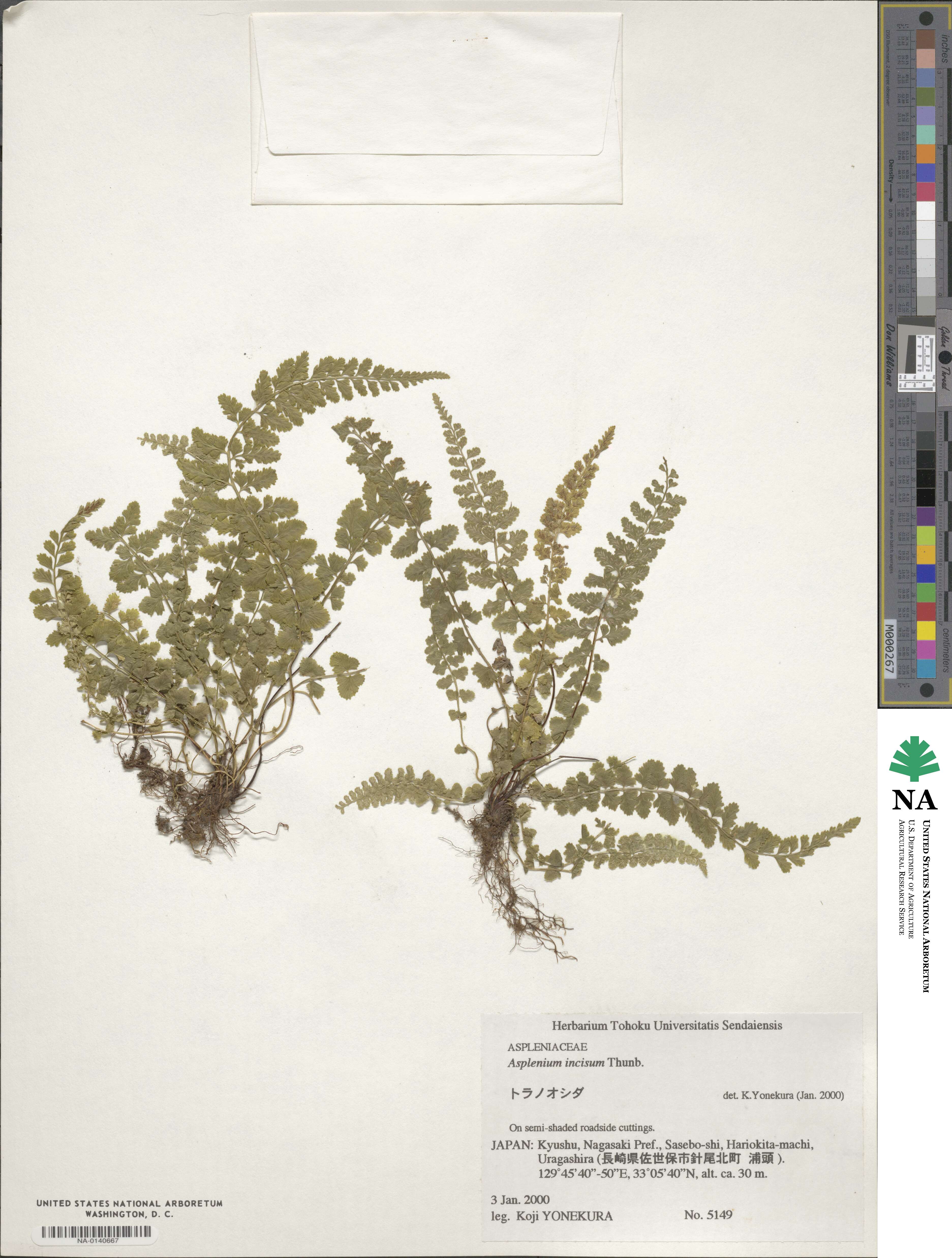 Athyrium incisum image