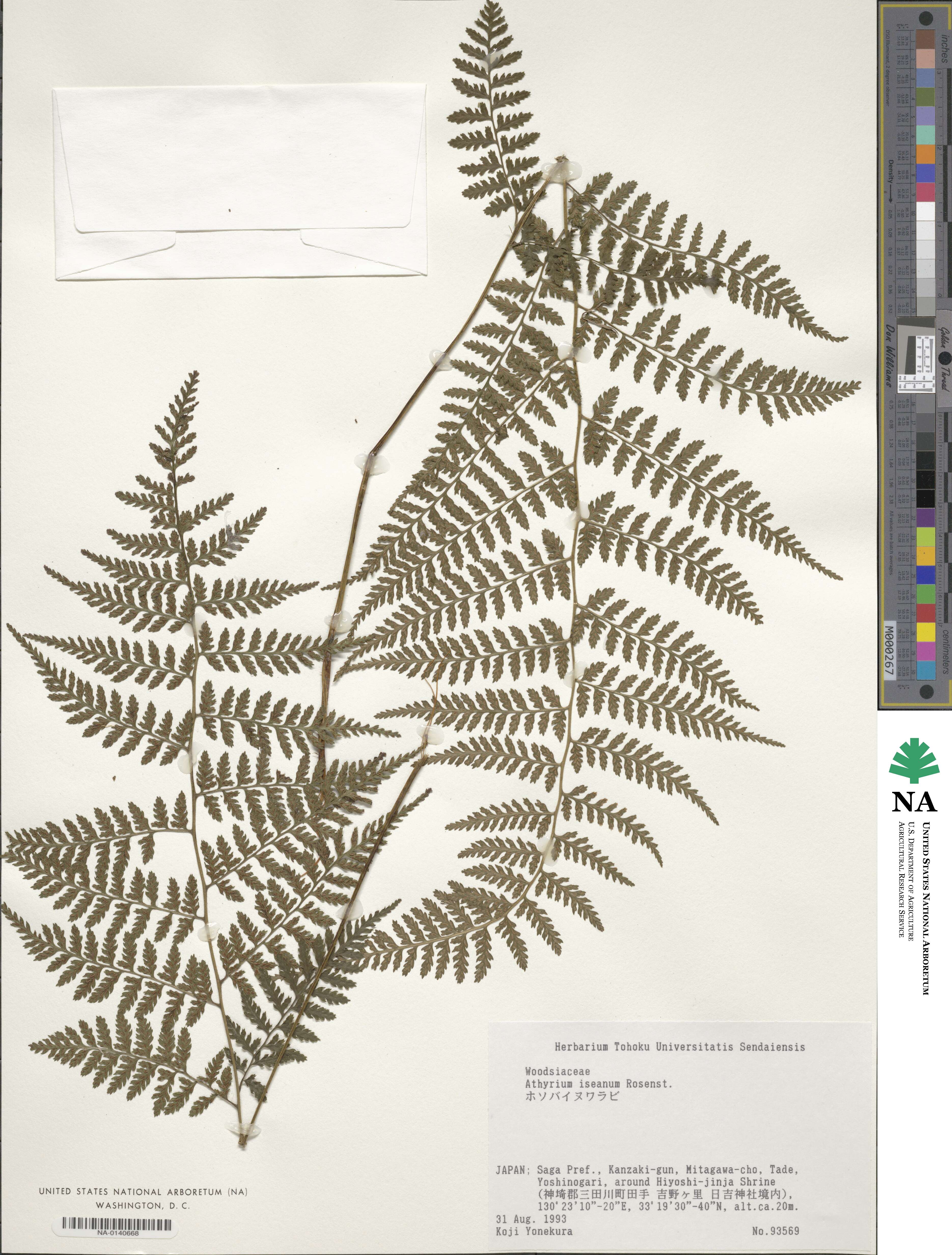 Athyrium iseanum image