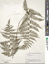 Athyrium iseanum image