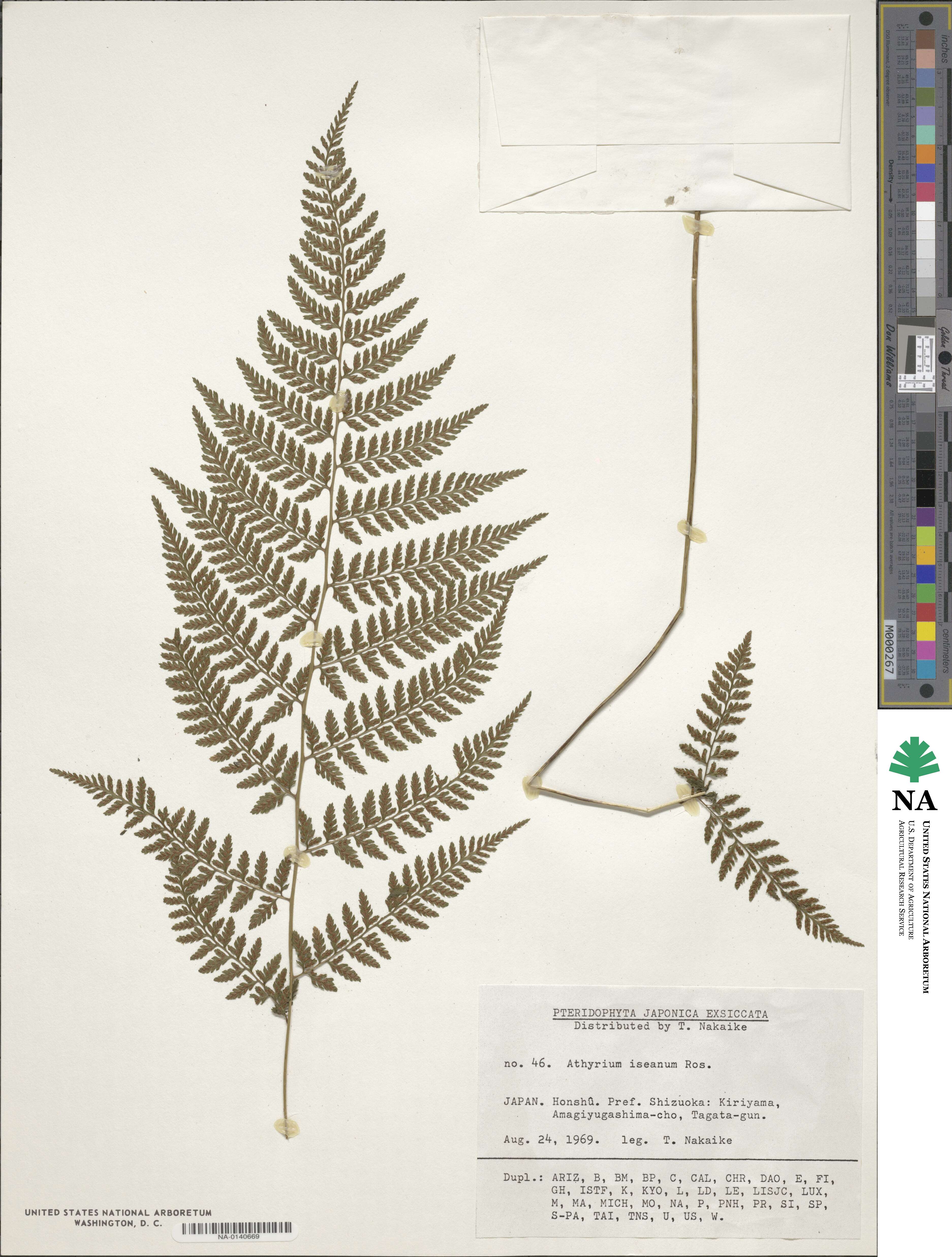 Athyrium iseanum image