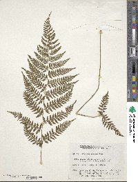 Athyrium iseanum image