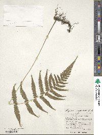 Deparia japonica image