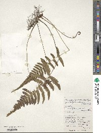 Deparia japonica subsp. japonica image