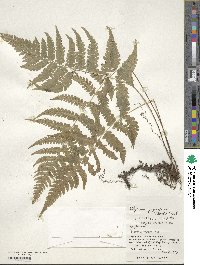 Deparia japonica subsp. japonica image