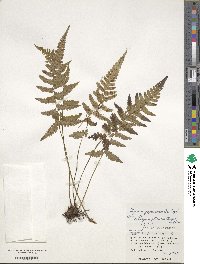 Deparia japonica image