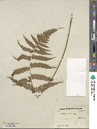 Deparia japonica image