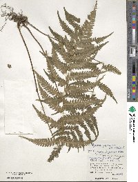 Deparia japonica subsp. japonica image