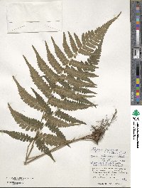 Deparia japonica subsp. japonica image