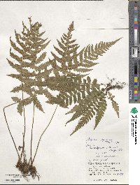 Deparia japonica subsp. japonica image