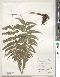 Deparia japonica subsp. japonica image