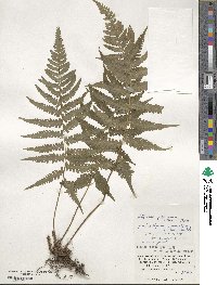 Deparia japonica image