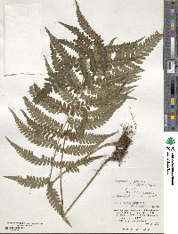 Deparia japonica subsp. japonica image