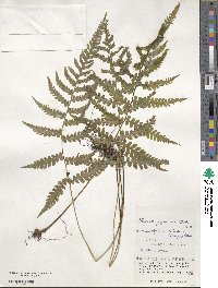 Deparia japonica subsp. japonica image