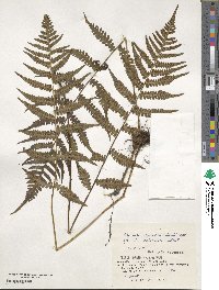 Deparia japonica subsp. japonica image