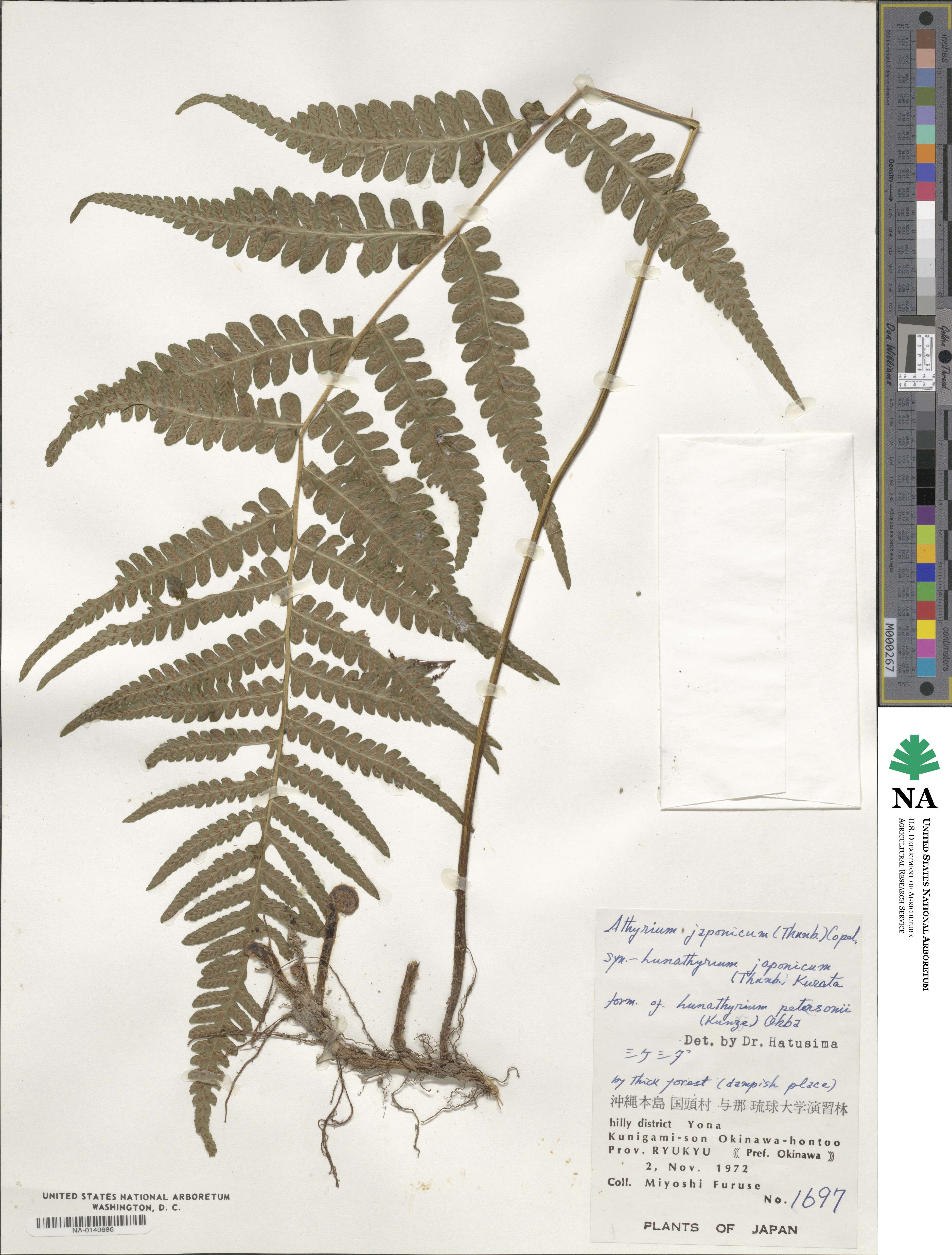 Deparia japonica image