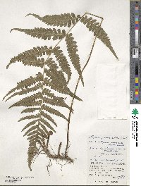 Deparia japonica image