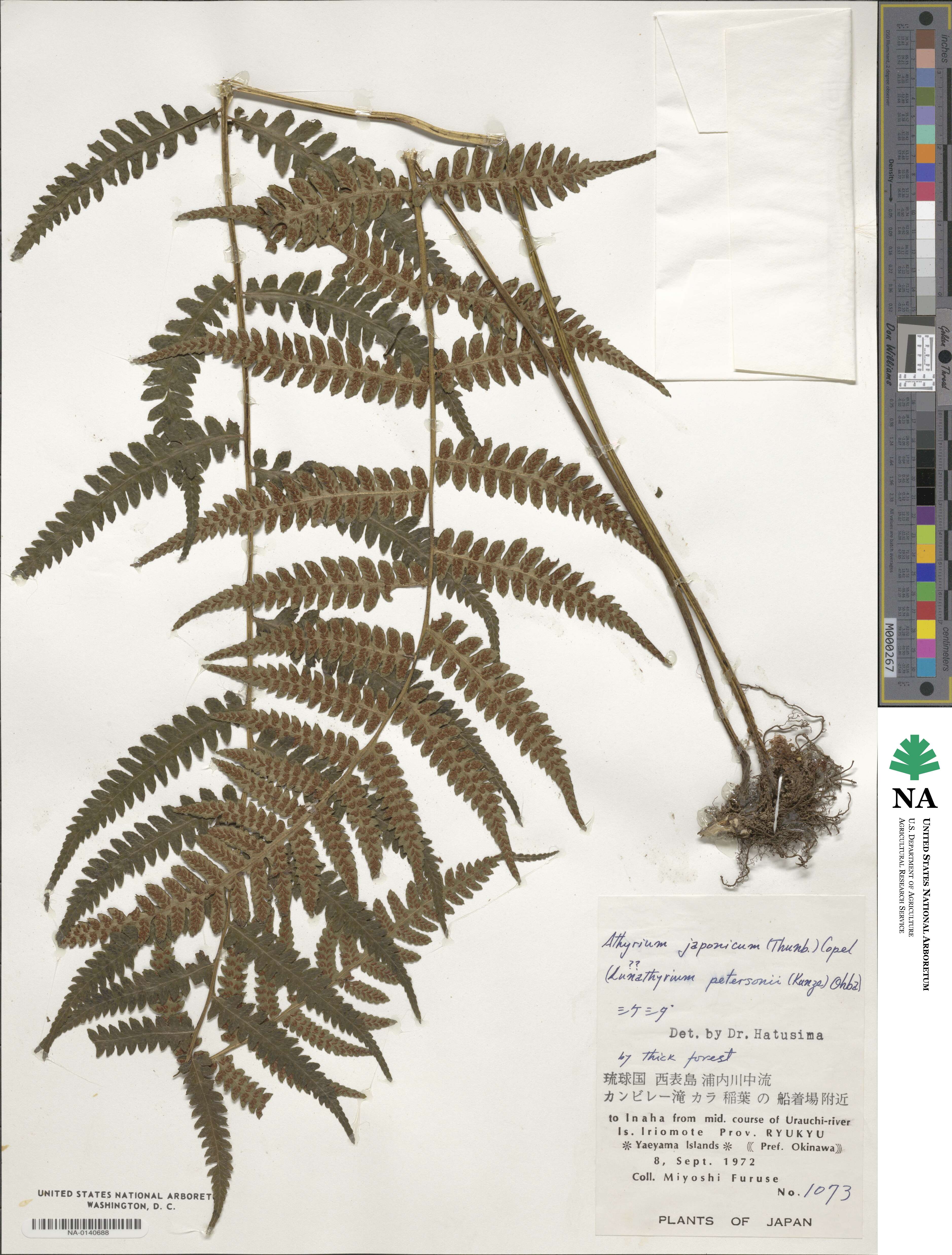 Deparia japonica subsp. japonica image