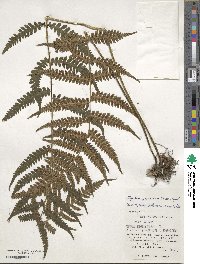 Deparia japonica image