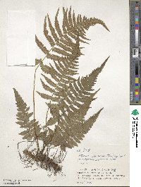 Deparia japonica image