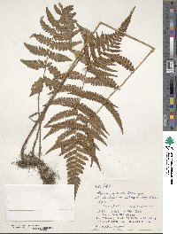 Deparia japonica subsp. japonica image