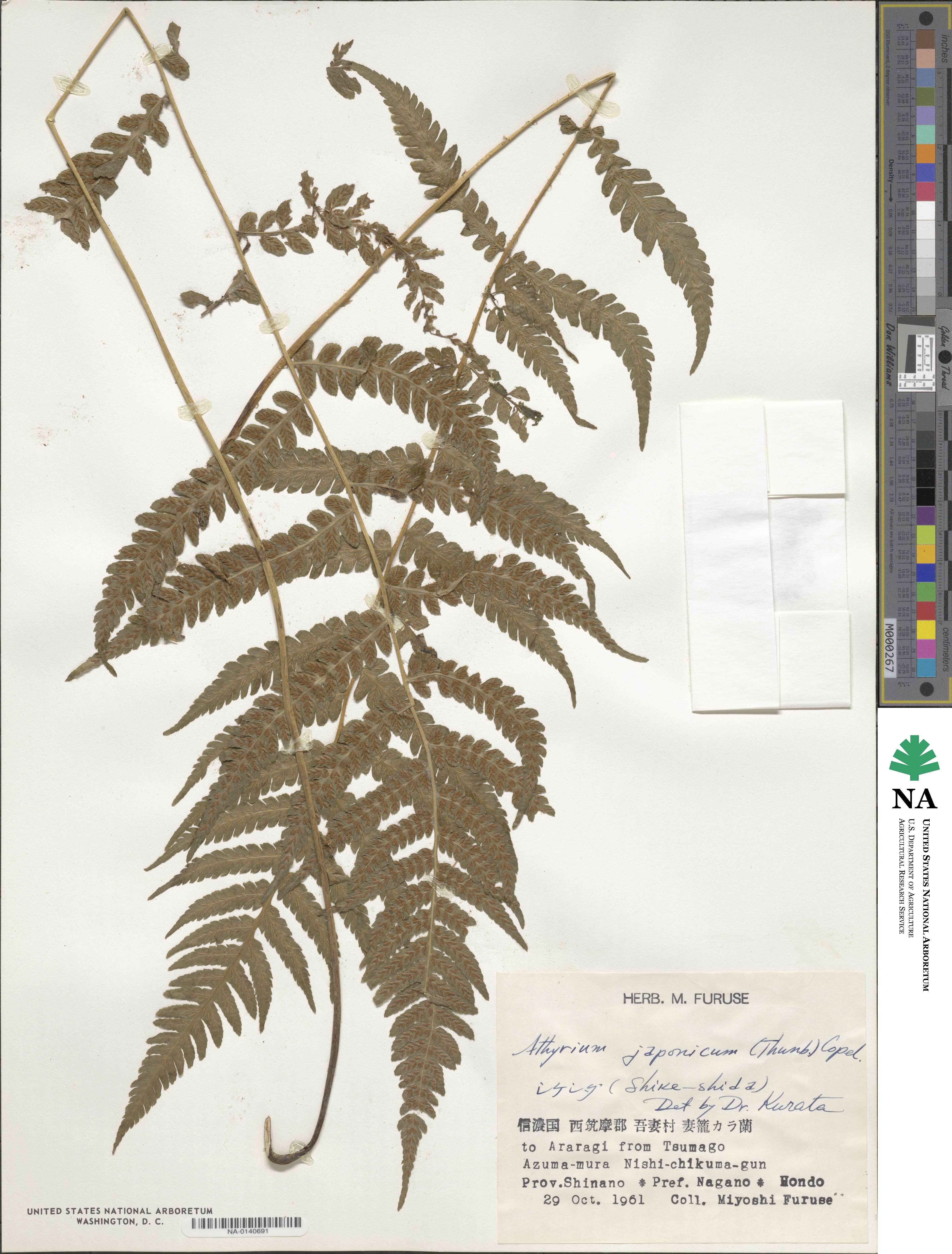 Deparia japonica image