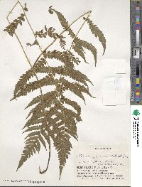 Deparia japonica subsp. japonica image