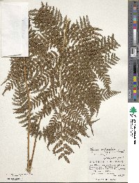 Athyrium melanolepis image