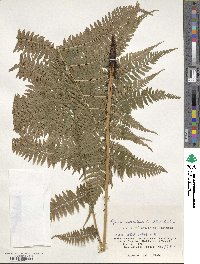 Athyrium melanolepis image