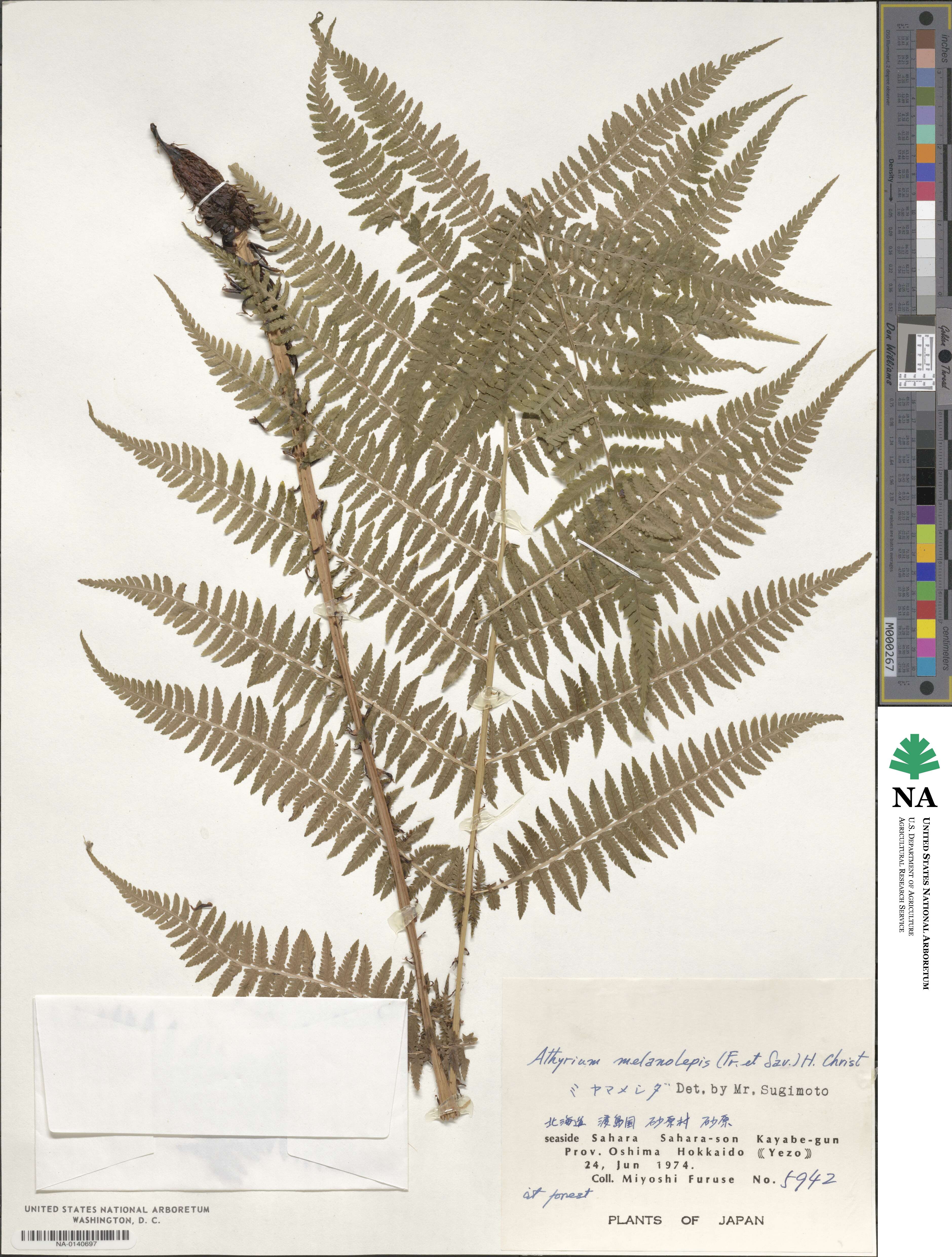 Athyrium melanolepis image