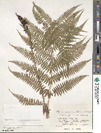 Athyrium melanolepis image