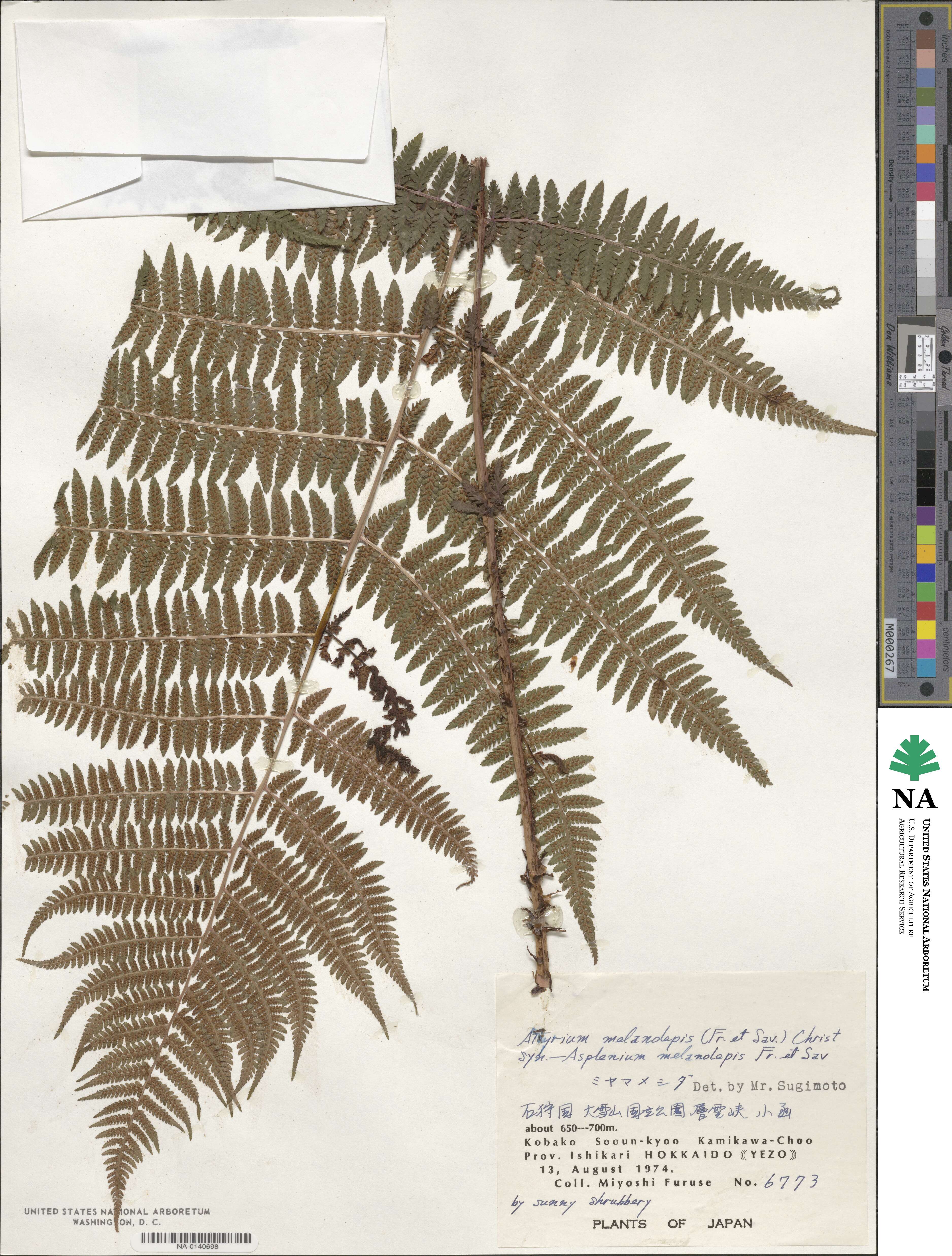 Athyrium melanolepis image