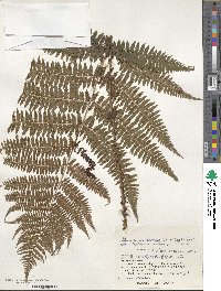 Athyrium melanolepis image