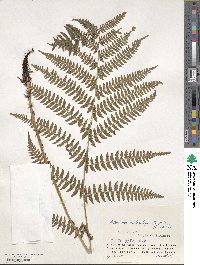 Athyrium melanolepis image