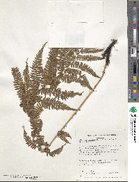 Athyrium melanolepis image