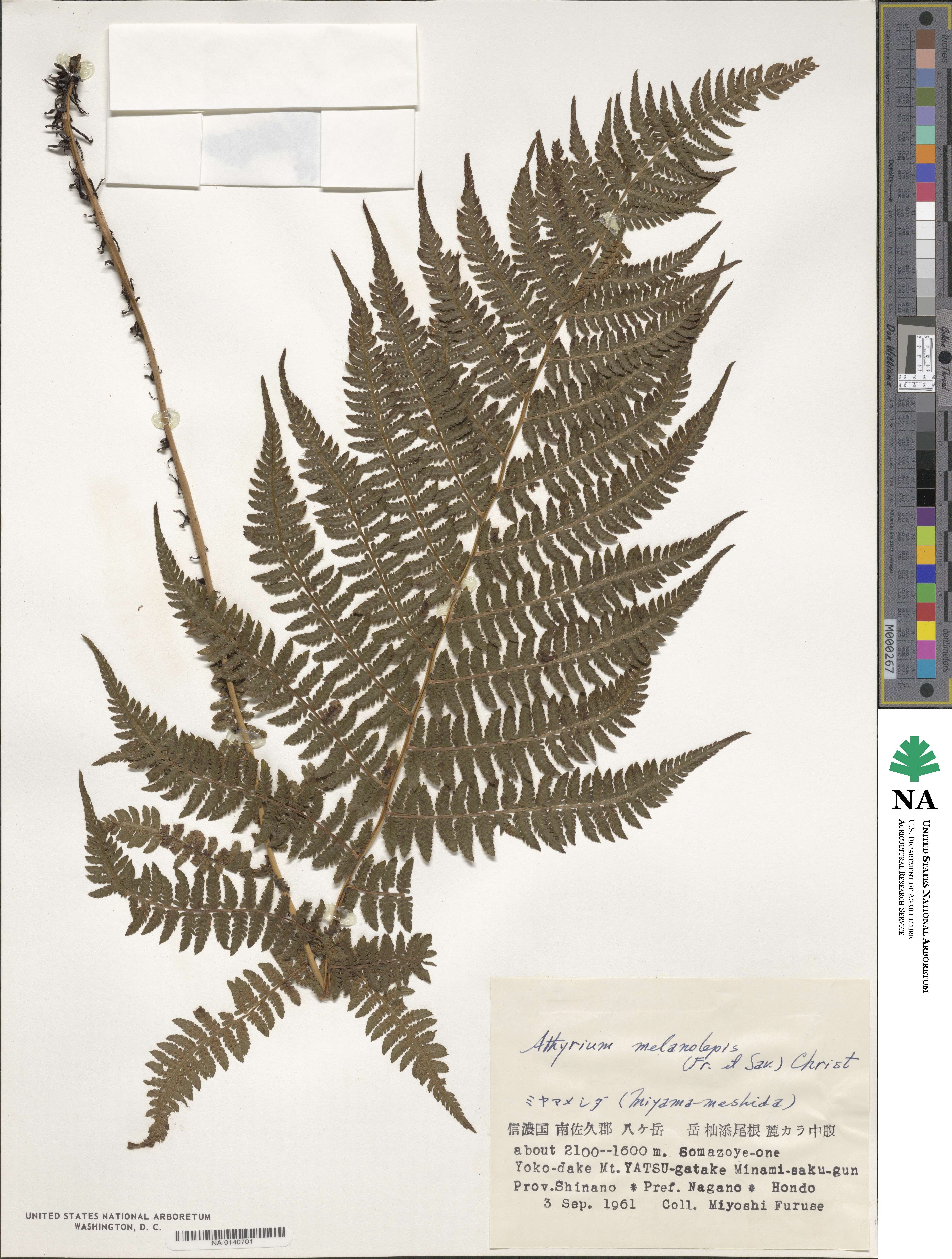 Athyrium melanolepis image