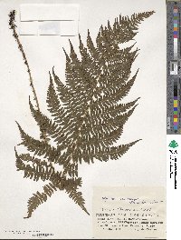 Athyrium melanolepis image